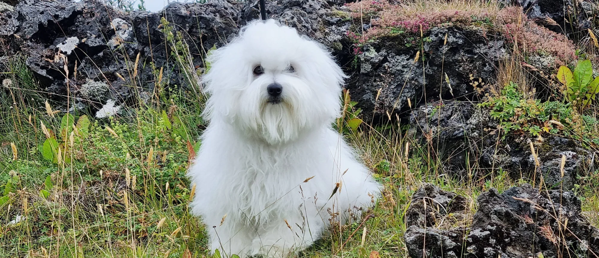 Coton Hundar